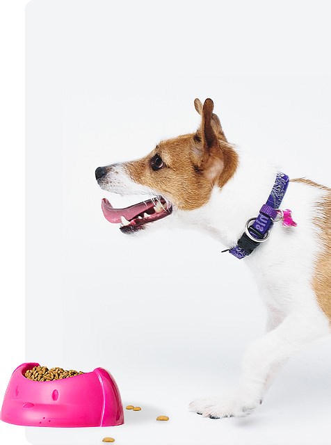 比瑞吉 健康型天然粮