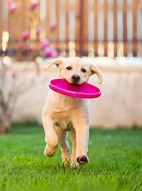 美国SONIC 塑料狗飞盘 